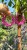 Fuchsia hoop flower earrings (7).jpeg